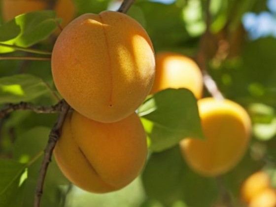 Apricot, Chinese