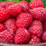 Raspberry, Canby Red