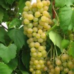 Grape, Marquis