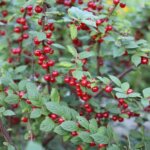 Cherry, Nanking