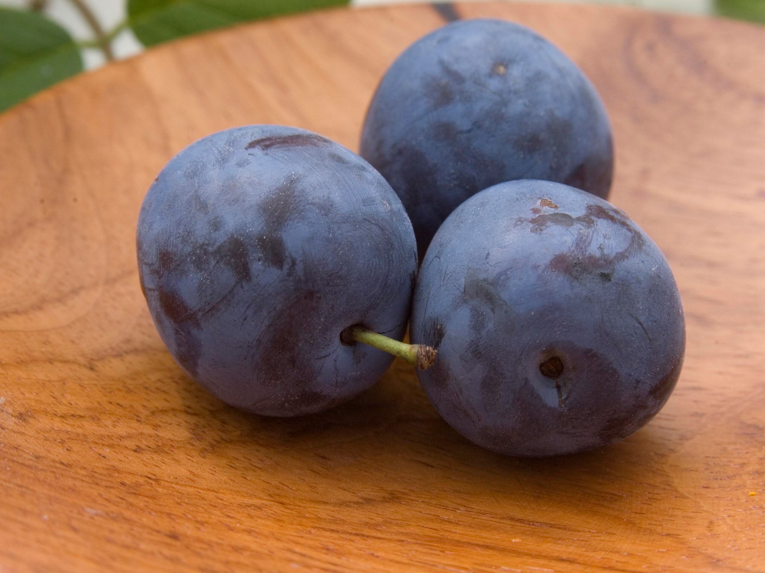 Plum, Mount Royal