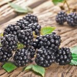 Blackberry, 'Chester'