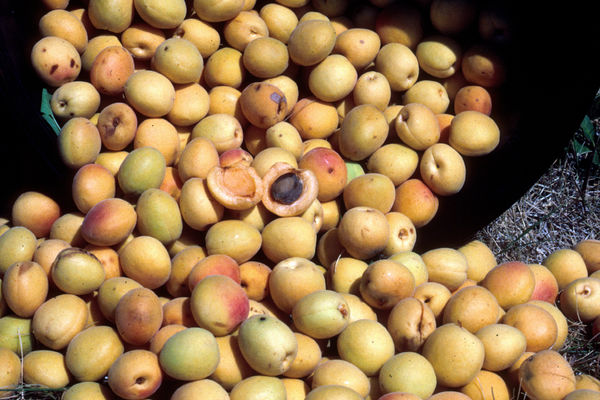 Apricot, Brookcot