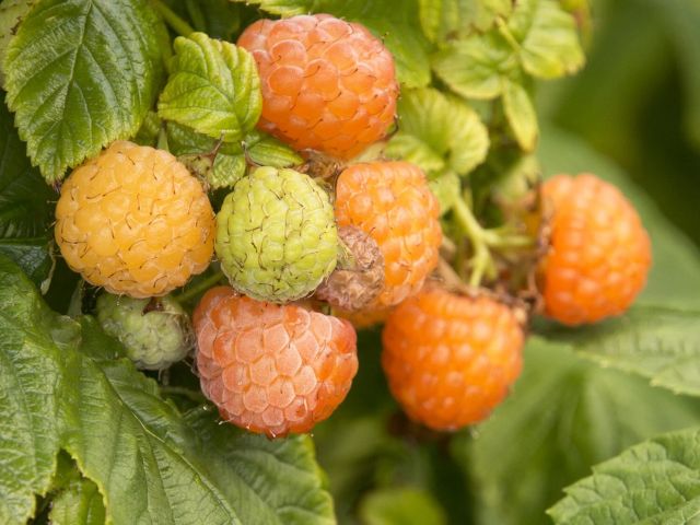 Everbearing Raspberry, 'Fall Gold'