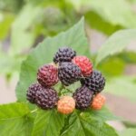 Raspberry, 'Jewel Black'