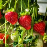 Strawberry, Sparkle
